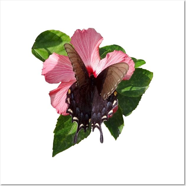 Swallowtail Black Butterfly On Hibiscus by Orikall Wall Art by Orikall